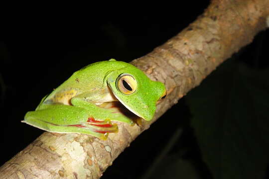 Image of Malabar Gliding Frog