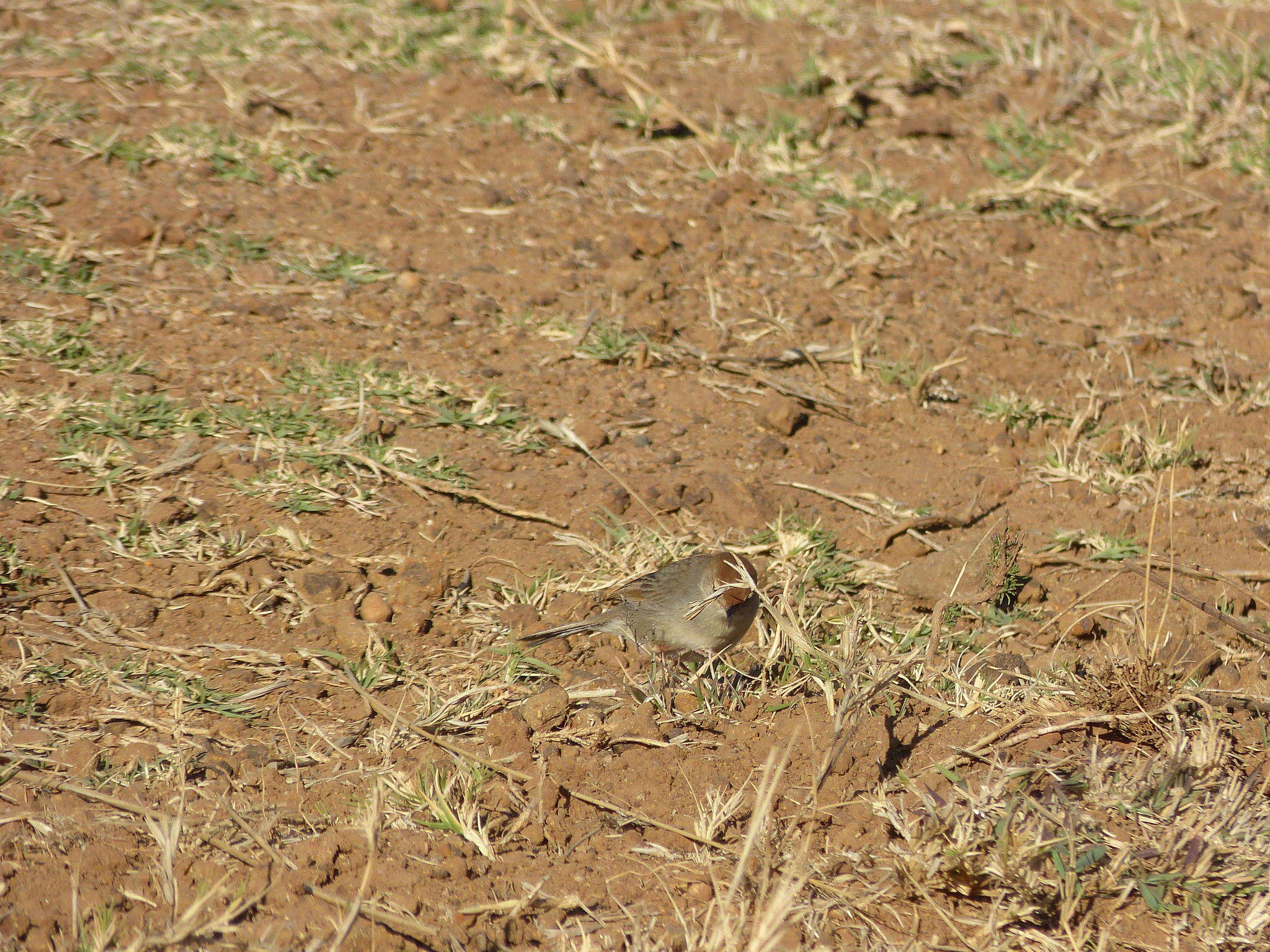 Sivun Cisticola fulvicapilla fulvicapilla (Vieillot 1817) kuva