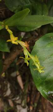 Image of Epidendrum cardiophorum Schltr.