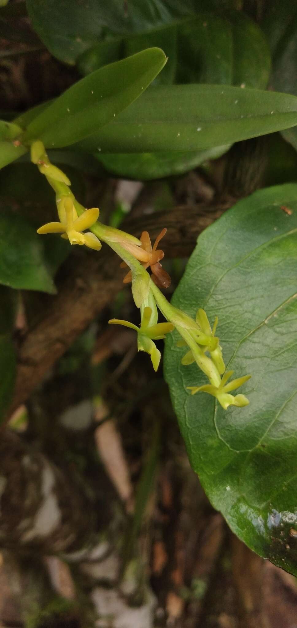 Image of Epidendrum cardiophorum Schltr.