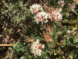 Image of Grevillea crithmifolia R. Br.