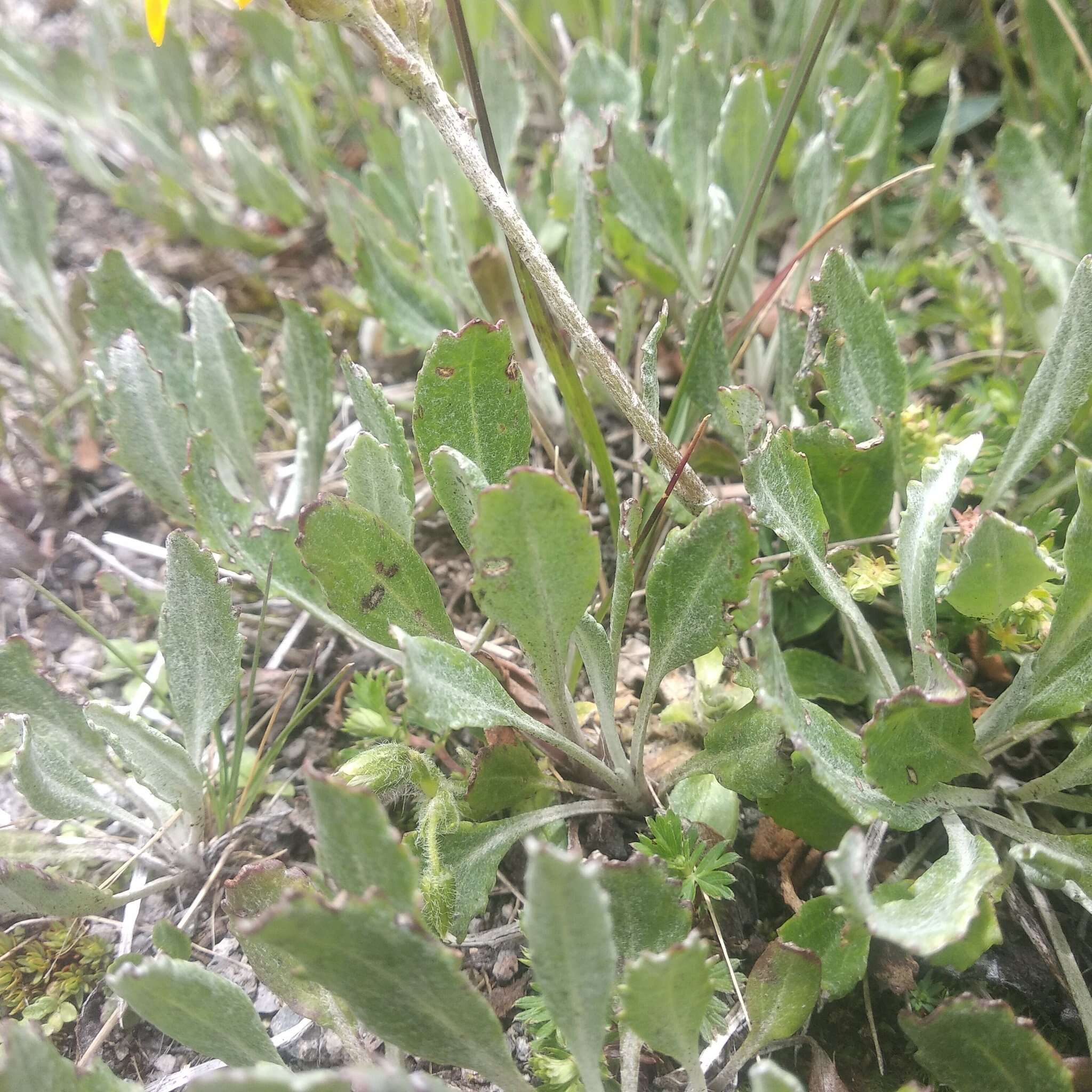 Image de Packera bellidifolia (Kunth) W. A. Weber & Á. Löve