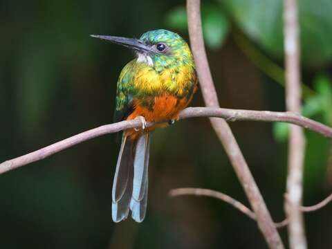 Image of Green-tailed Jacamar