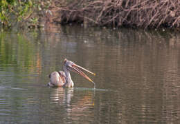 Image of Grey Pelican