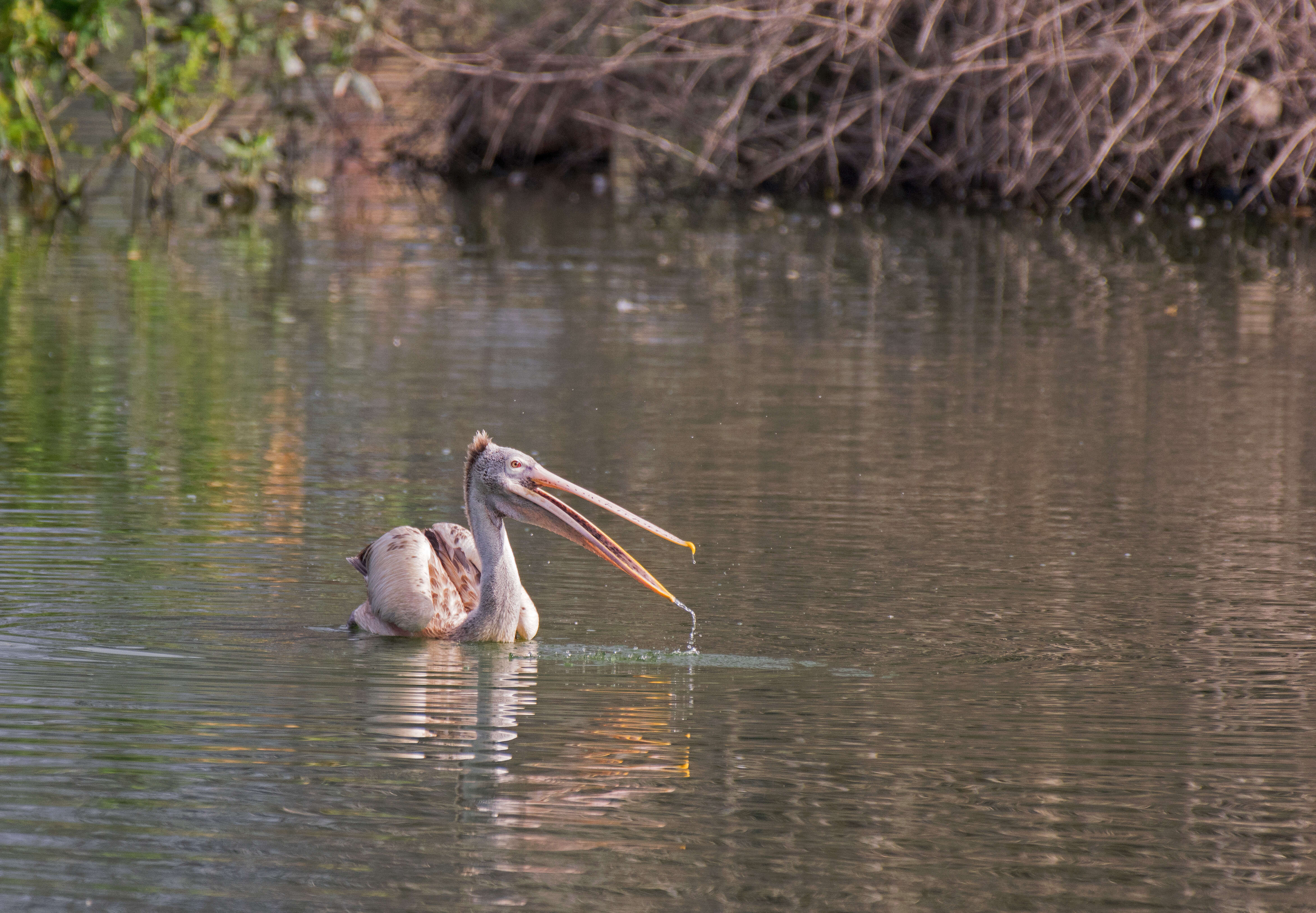 Image of Grey Pelican