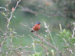 Image of Ruddy-breasted Seedeater