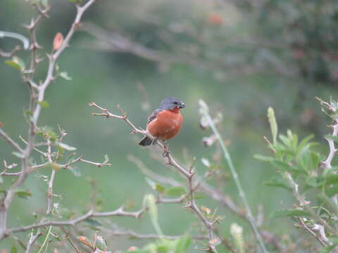 Image of Ruddy-breasted Seedeater