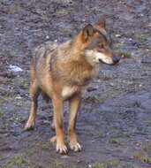 Image of Eurasian Wolf