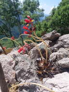 Image of Echeveria affinis Walther