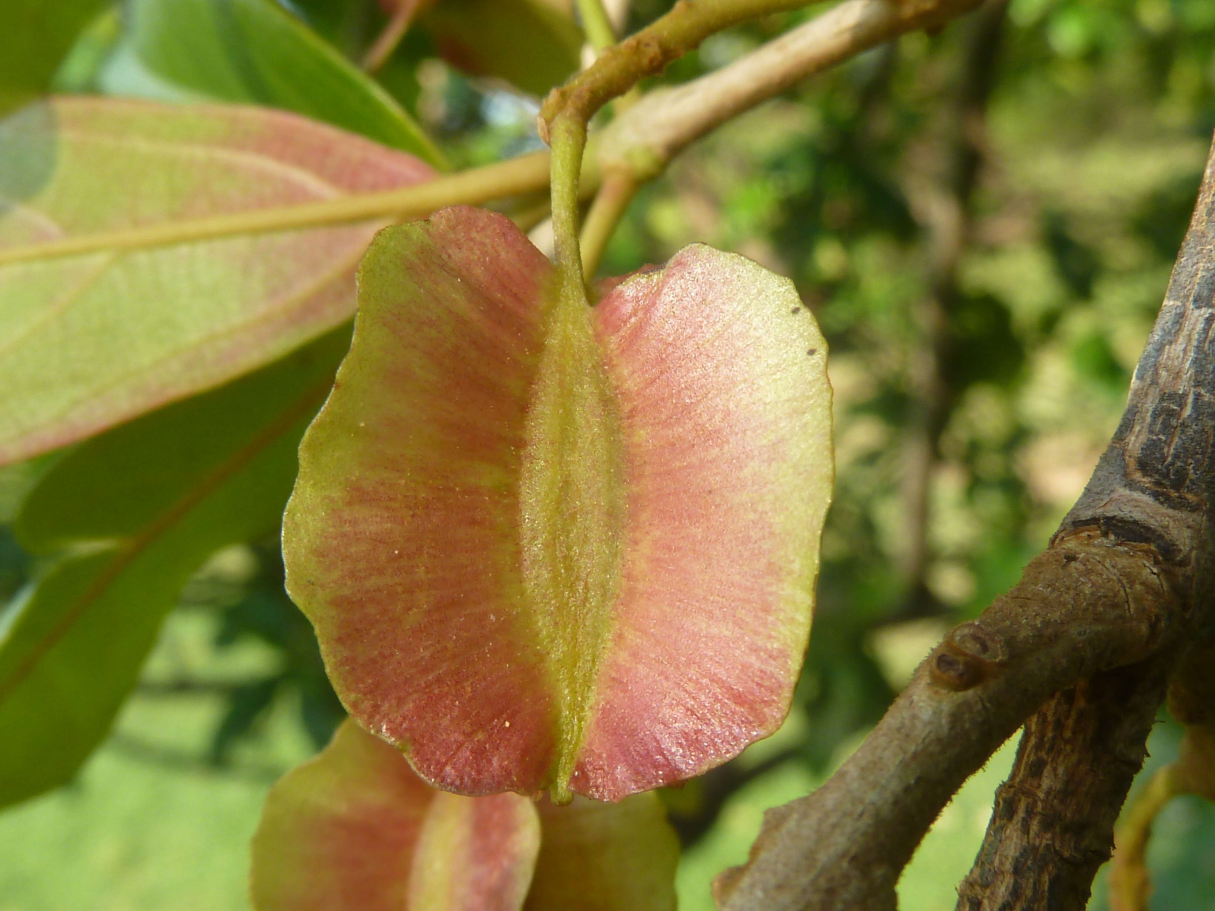 Image de Combretum kraussii Hochst.