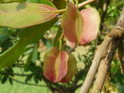 Image of Forest bushwillow