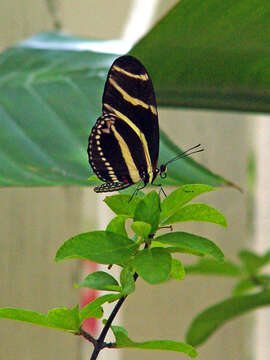 Heliconius charithonia tuckeri Comstock & Brown 1950的圖片