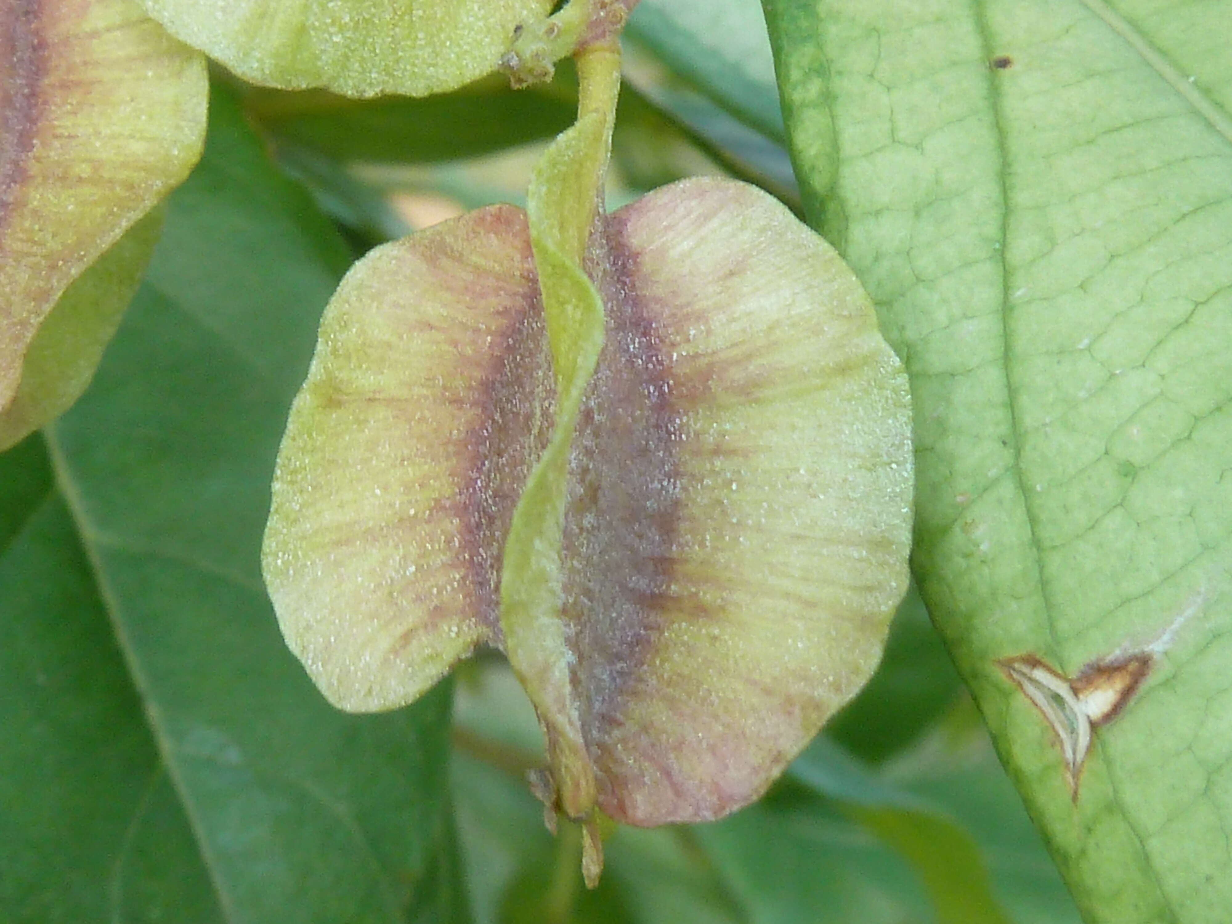 Image of Forest bushwillow