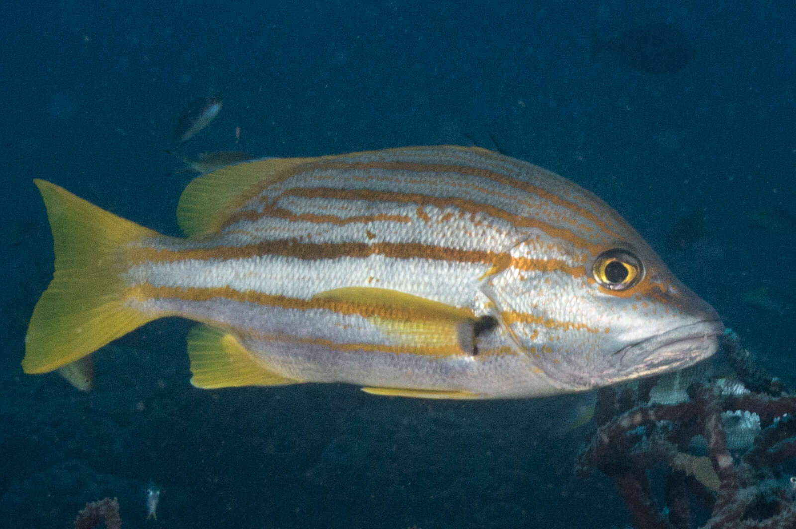 Image of Spanish flag snapper