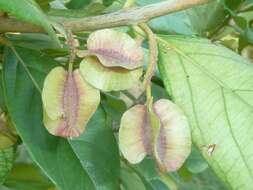 Image of Forest bushwillow