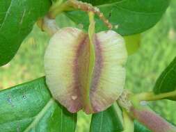 Image of Forest bushwillow