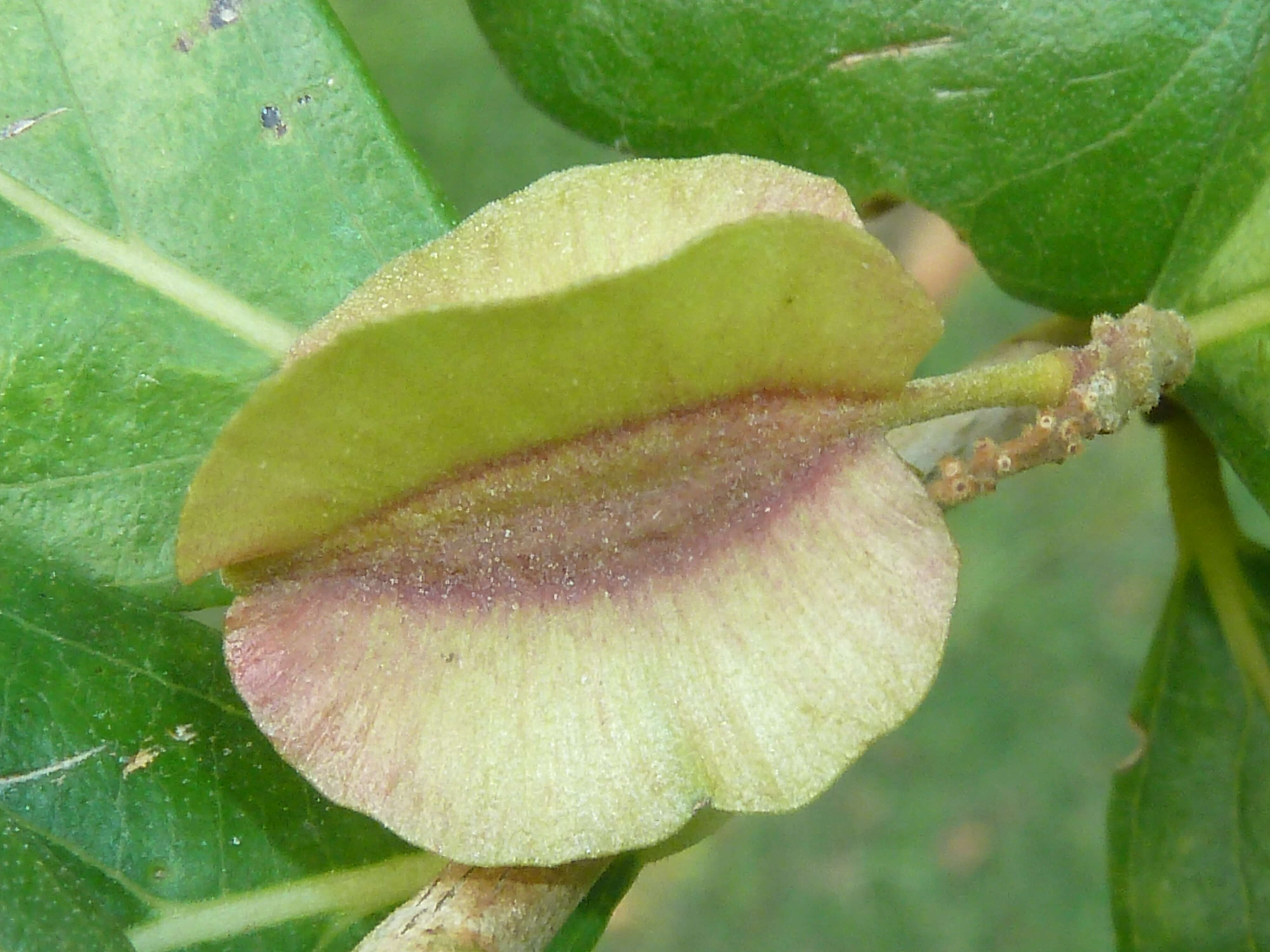 Image of Forest bushwillow