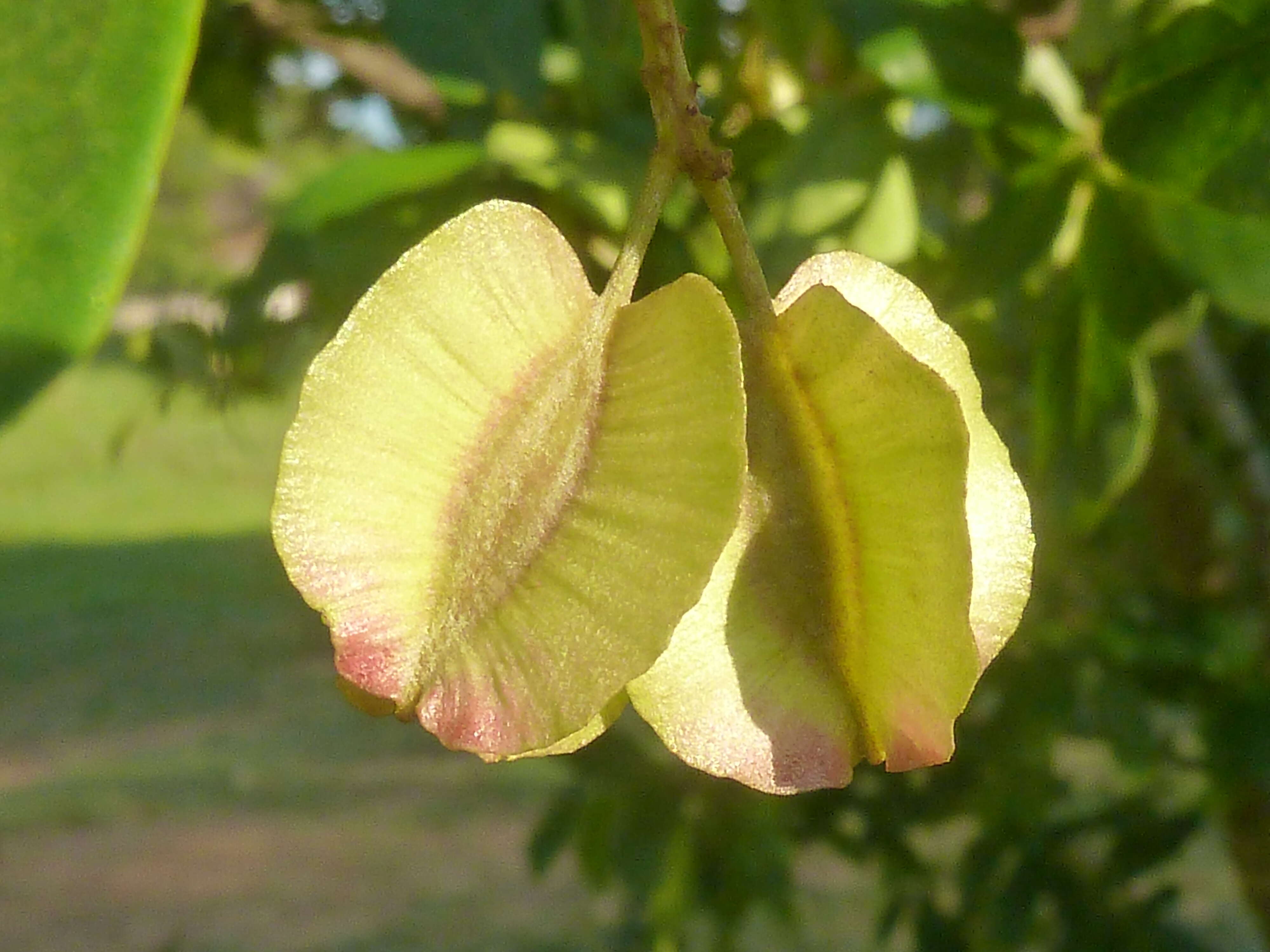 Image of Forest bushwillow