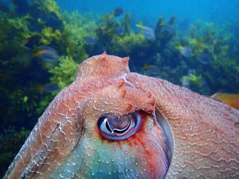 Image of Giant Australian Cuttlefish