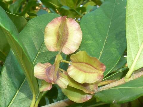 Image of Combretum kraussii Hochst.