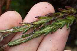 صورة Neobartsia laniflora (Benth.) Uribe-Convers & Tank