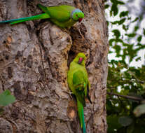 Image of Ring-necked Parakeet