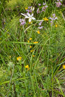 Image of St. Bernard’s lily