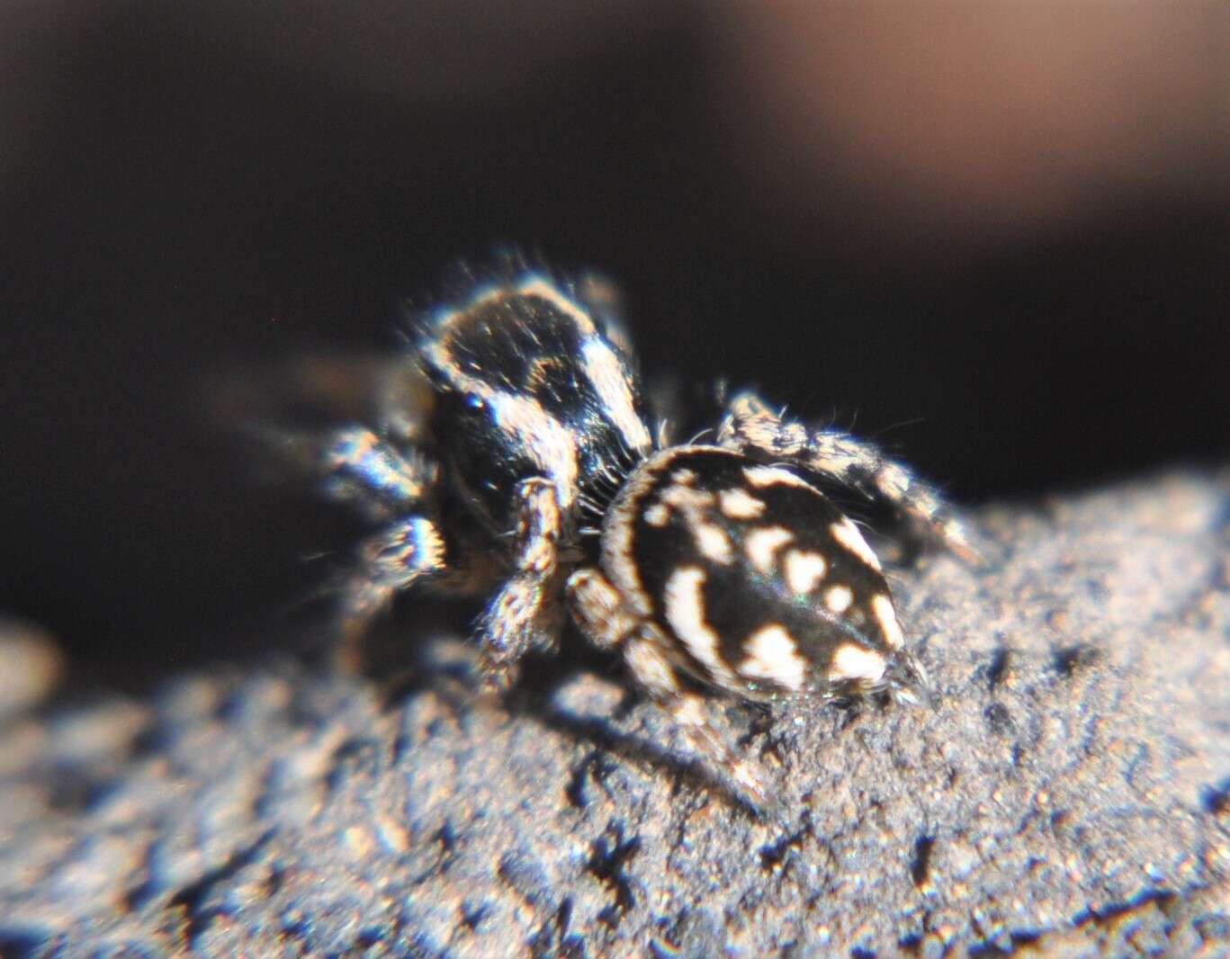 Image of Habronattus cambridgei Bryant 1948