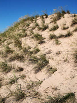 Image of Festuca beckeri (Hack.) Trautv.