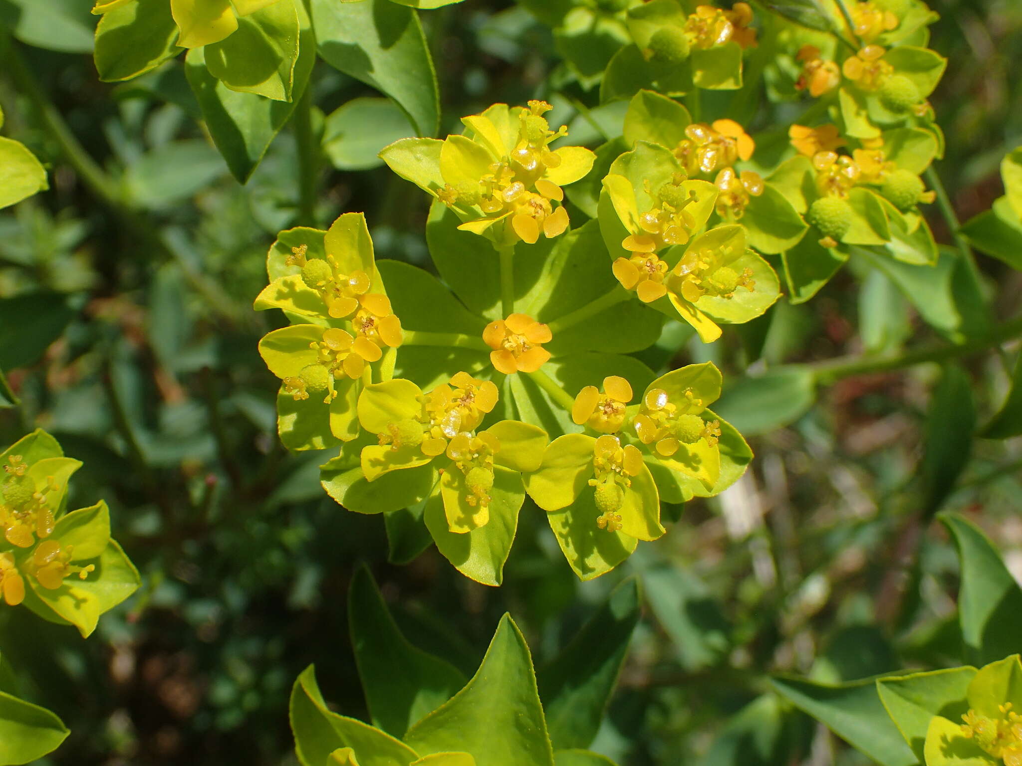 Imagem de Euphorbia flavicoma DC.