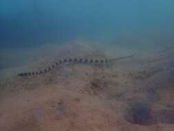 Image of Slender-necked Seasnake