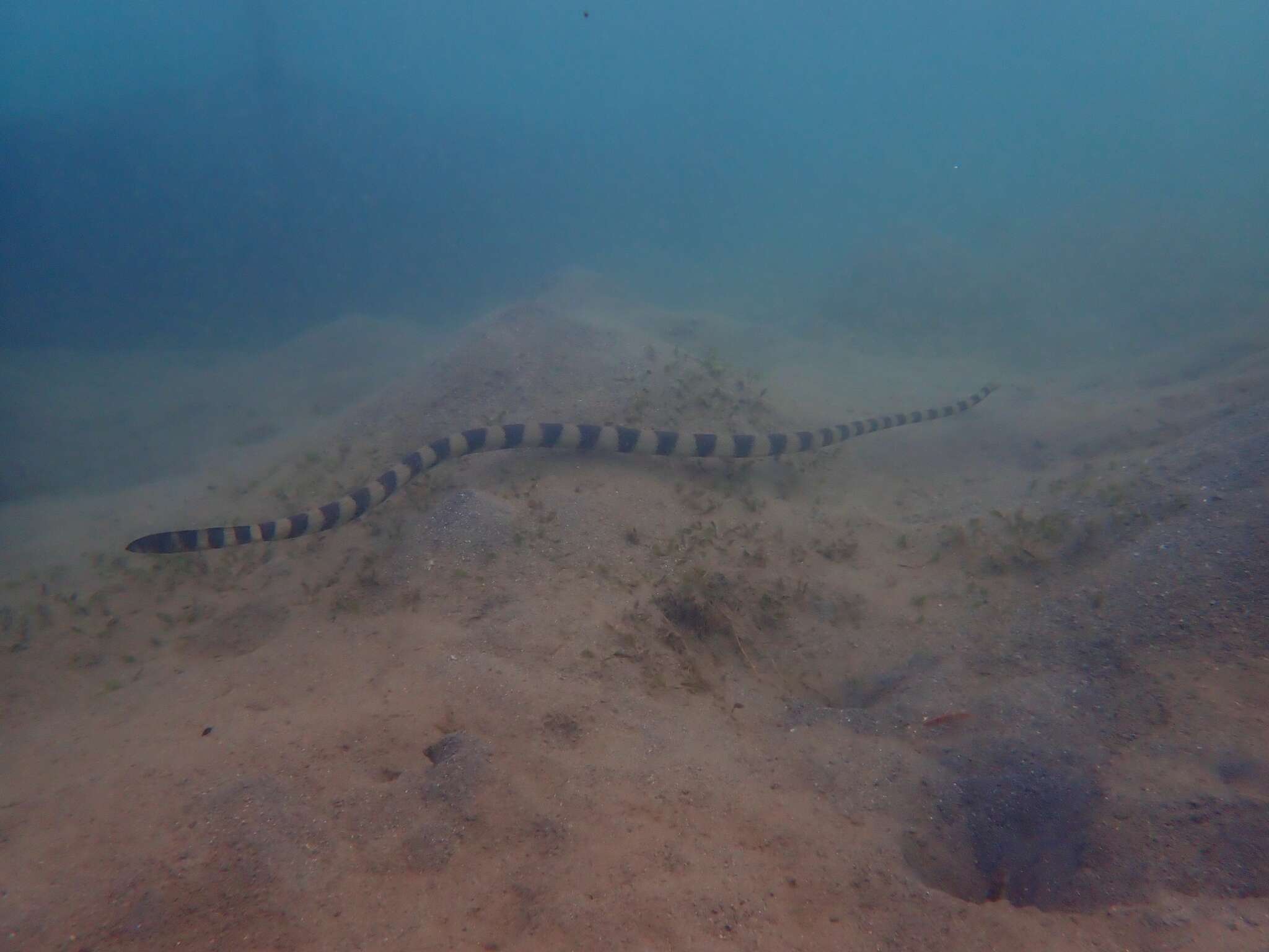 Image of Slender-necked Seasnake