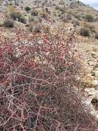 Image de Crataegus sinaica Boiss.