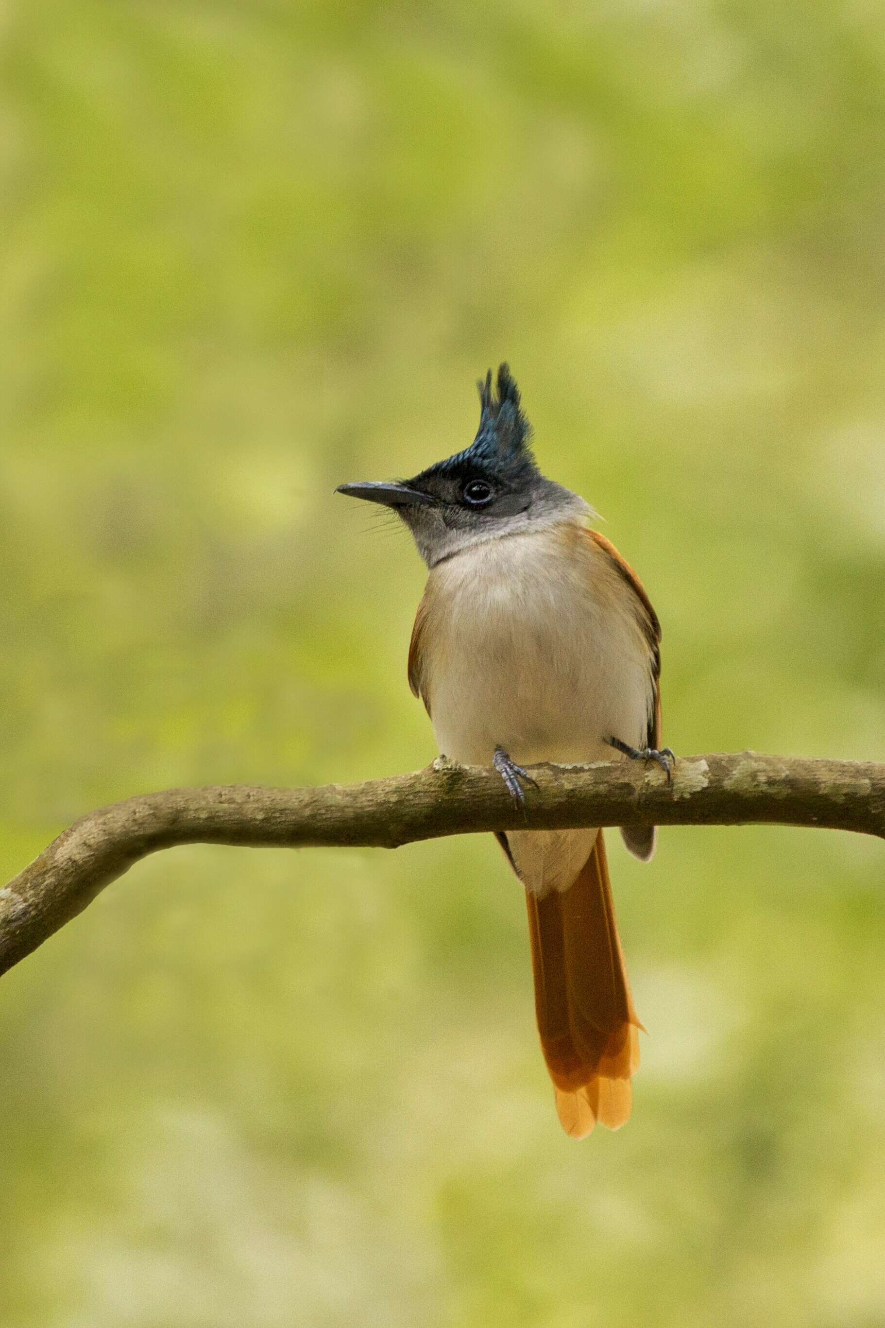 Image of Asian Paradise-Flycatcher