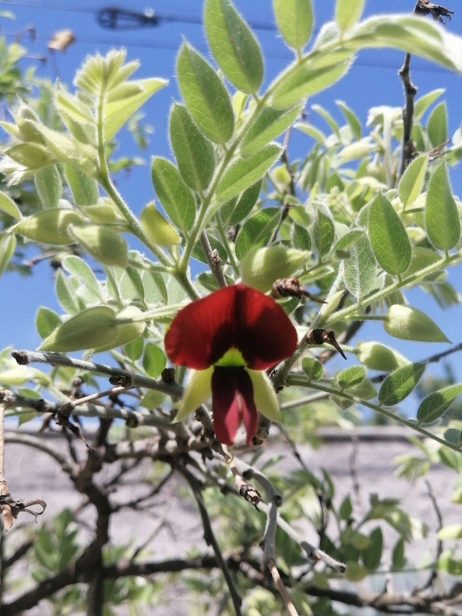 Sivun Brongniartia lupinoides (Kunth) Taub. kuva