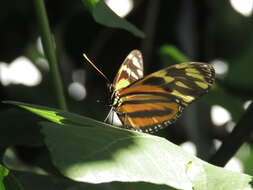 Image of Isabella’s Longwing