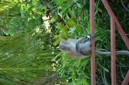 Image of Long-tailed Macaque