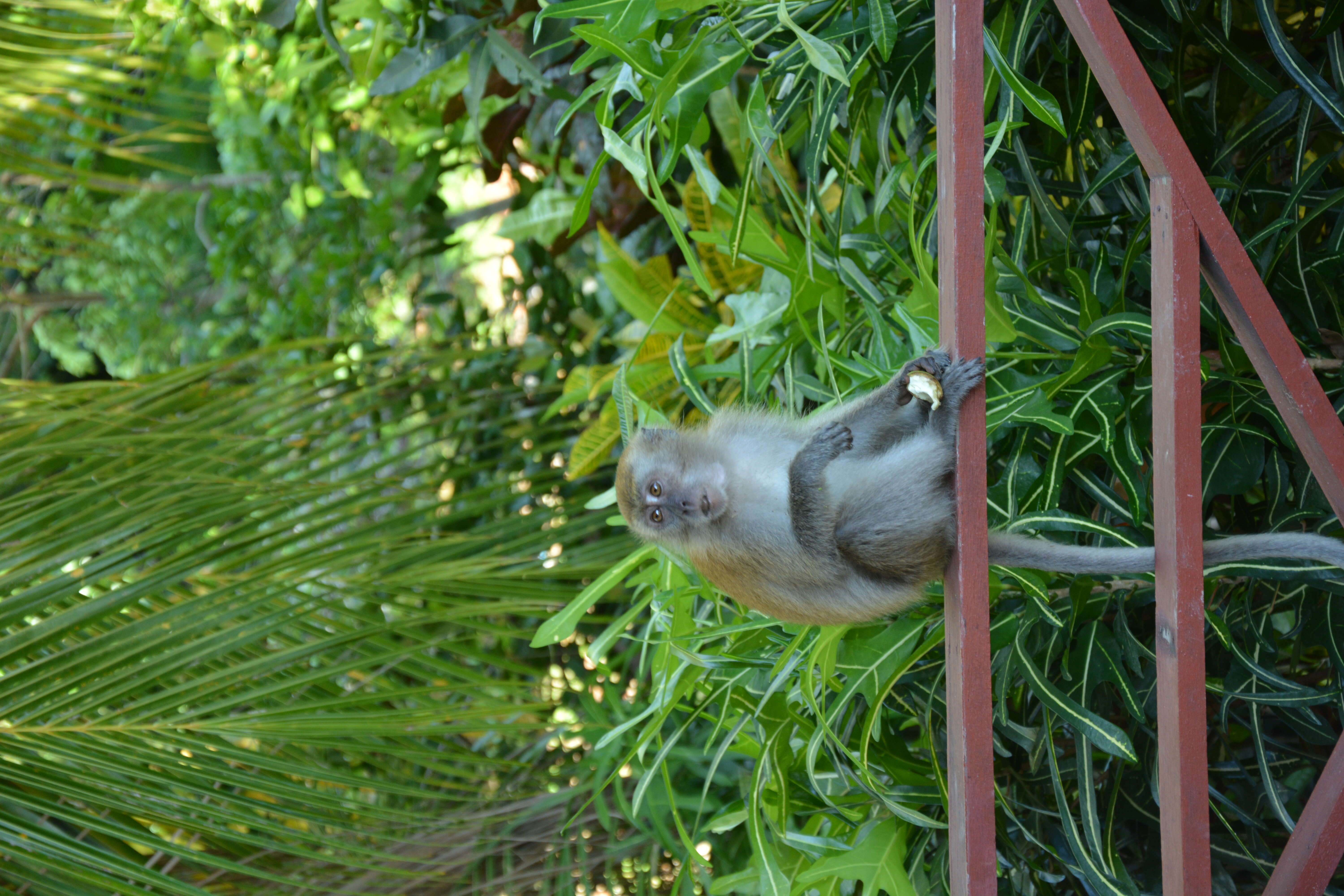 Image of Long-tailed Macaque