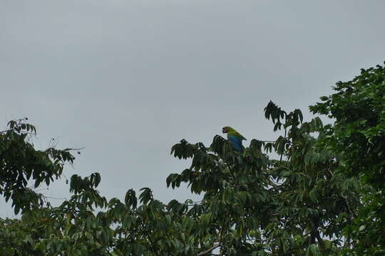 Image of Great Green Macaw