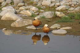 Image of Ruddy Shelduck