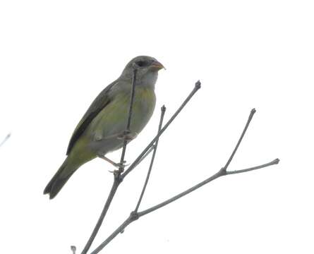 Image of Orange-fronted Yellow Finch