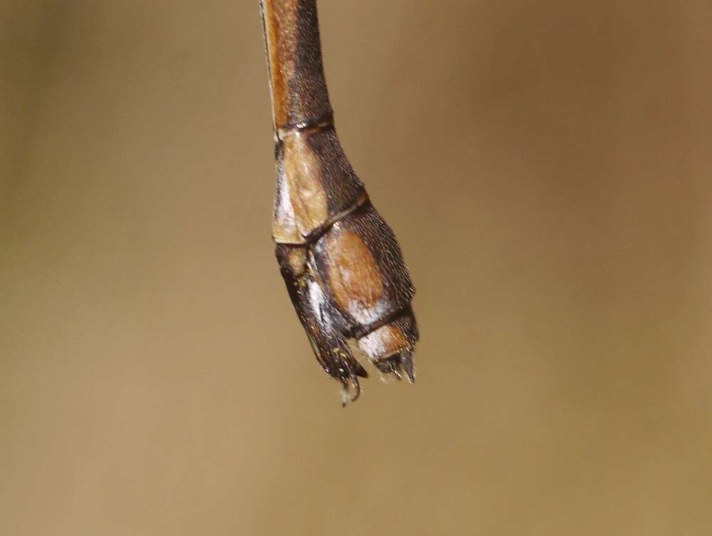 Image of Eastern Willow Spreadwing