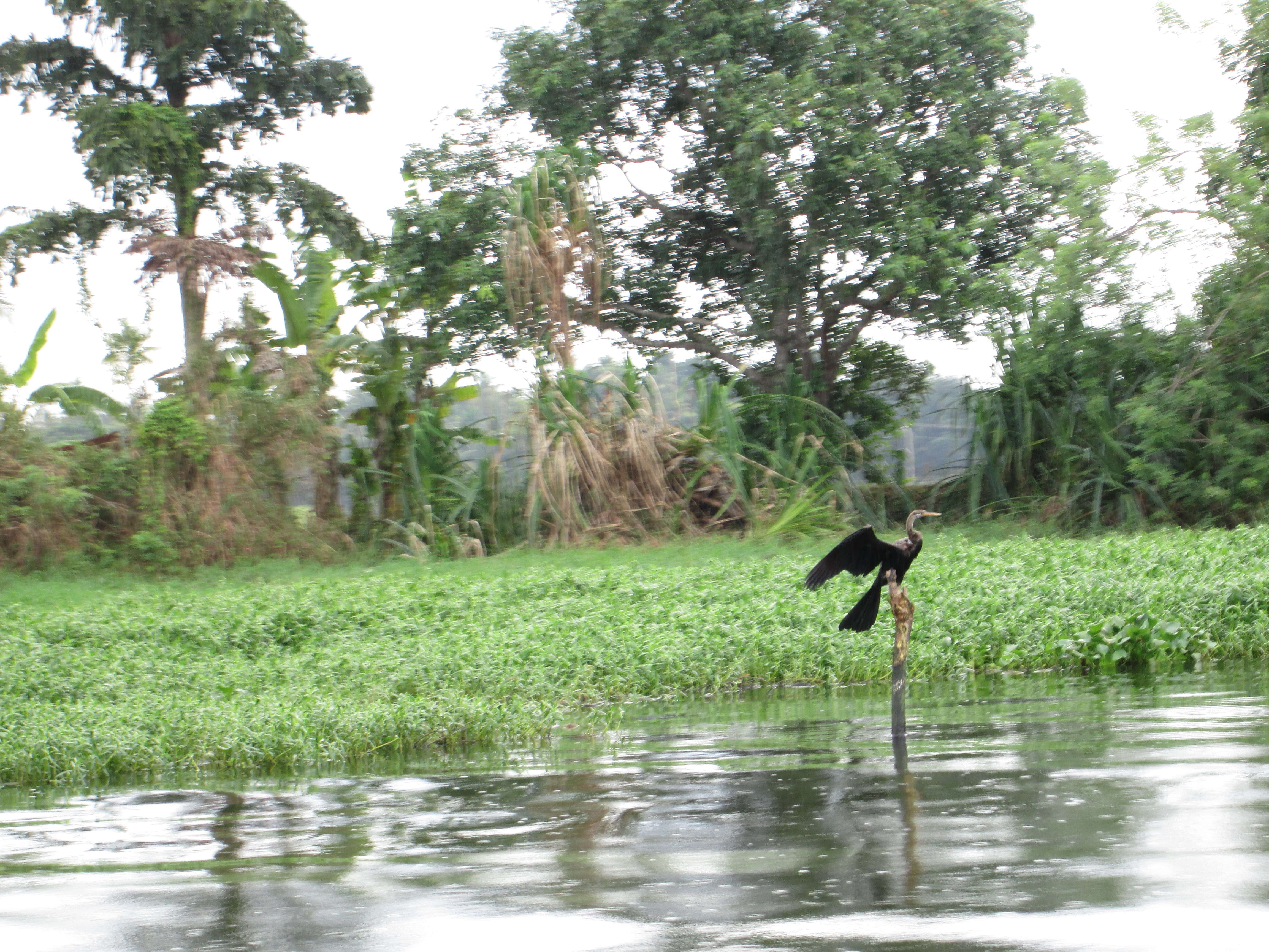 Image of Oriental Darter