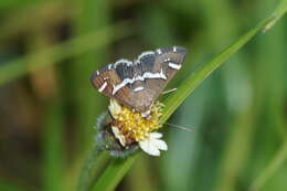 Image de Spoladea recurvalis Fabricius 1775