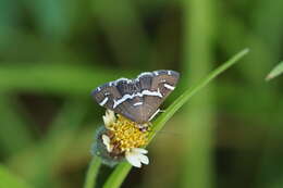 Image de Spoladea recurvalis Fabricius 1775