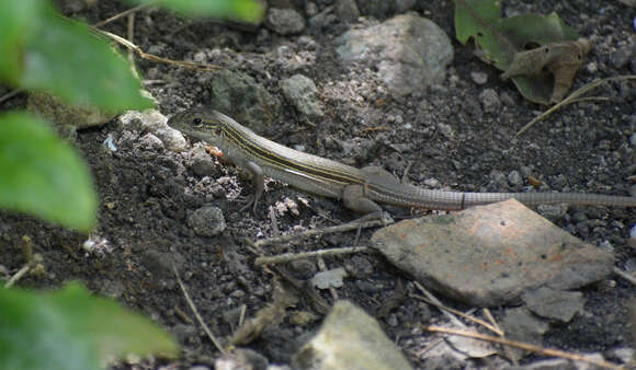 Image of Aspidoscelis maslini (Fritts 1969)