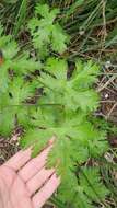 Image of Geranium atlanticum Boiss.