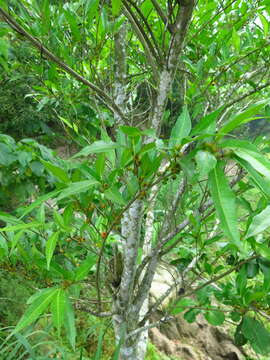 Imagem de Ficus ampelos