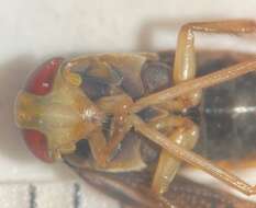 Image of Hesperocorixa semilucida (Walley 1930)