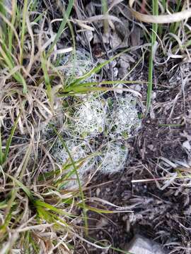 Image of Mammillaria kraehenbuehlii (Krainz) Krainz